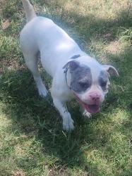 Lost Male Dog last seen 834-850 E Felix St, Fort Worth, TX 76115, Fort Worth, TX 76115