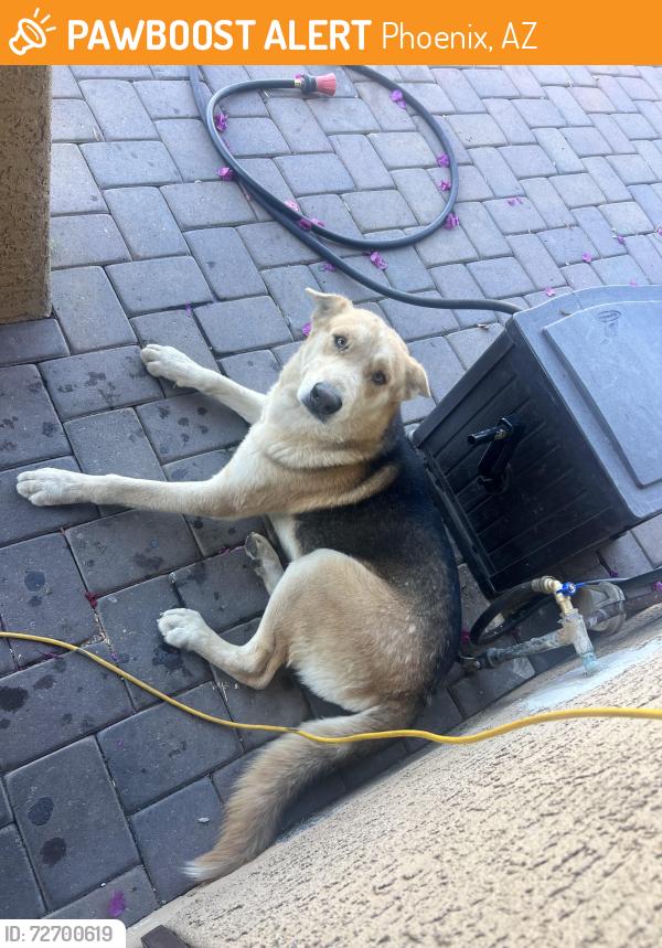 Found/Stray Male Dog last seen 87th ave / Indian school , Phoenix, AZ 85037