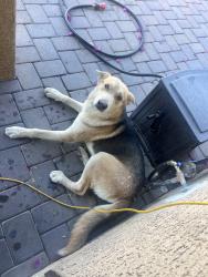 Found/Stray Male Dog last seen 87th ave / Indian school , Phoenix, AZ 85037