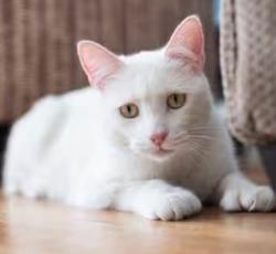 Lost Female Cat last seen Lamar st and sweetwater Rd , Spring Valley, CA 91977
