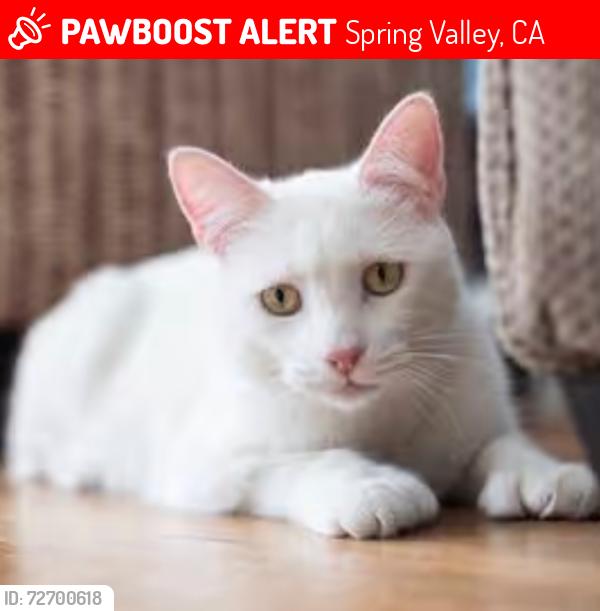 Lost Female Cat last seen Lamar st and sweetwater Rd , Spring Valley, CA 91977