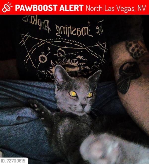 Lost Unknown Cat last seen Civic center & Carroll St  , North Las Vegas, NV 89030