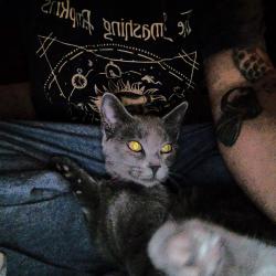 Lost Unknown Cat last seen Civic center & Carroll St  , North Las Vegas, NV 89030