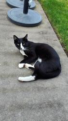 Found/Stray Male Cat last seen Lusk and Cody Way , Sacramento, CA 95864