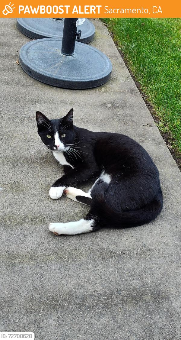 Found/Stray Male Cat last seen Lusk and Cody Way , Sacramento, CA 95864