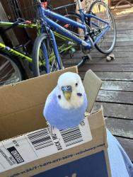 Found/Stray Unknown Bird last seen Near 63rd street, Oakland, CA 94609
