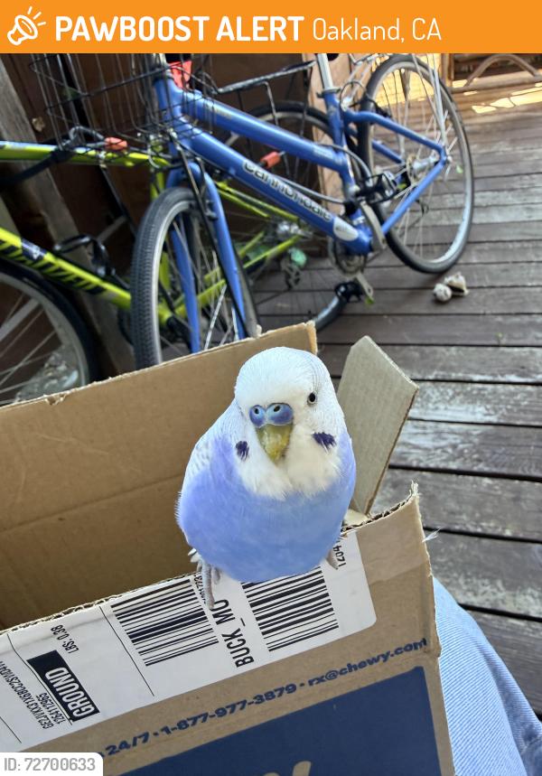 Found/Stray Unknown Bird last seen Near 63rd street, Oakland, CA 94609