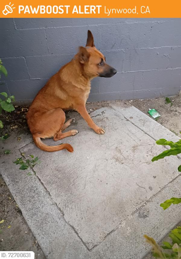 Found/Stray Female Dog last seen Plaza mexico next to chucky cheese , Lynwood, CA 90262