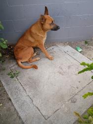 Found/Stray Female Dog last seen Plaza mexico next to chucky cheese , Lynwood, CA 90262