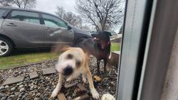 Found/Stray Female Dog last seen Northtown Mall, Spokane, WA 99207