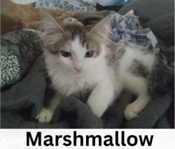 Lost Female Cat last seen By Horizon Middle School or Broadmoor , Kissimmee, FL 34746