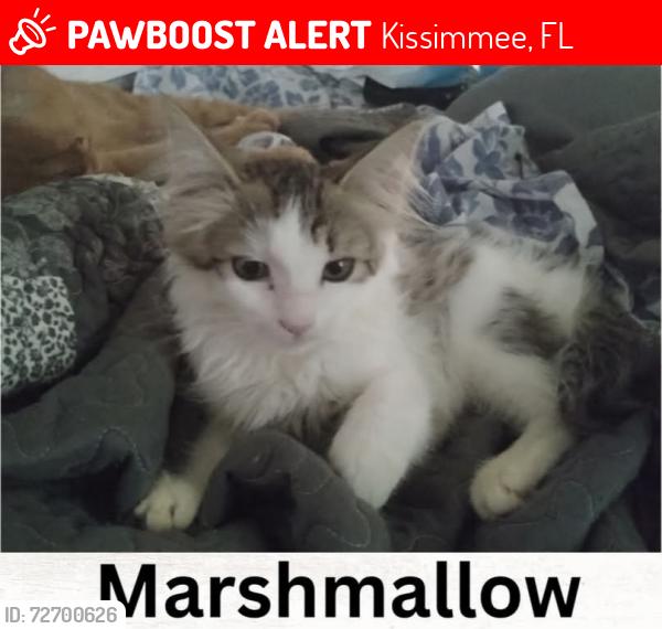 Lost Female Cat last seen By Horizon Middle School or Broadmoor , Kissimmee, FL 34746