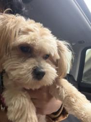 Lost Female Dog last seen Near Detroit mi, Detroit, MI 48235