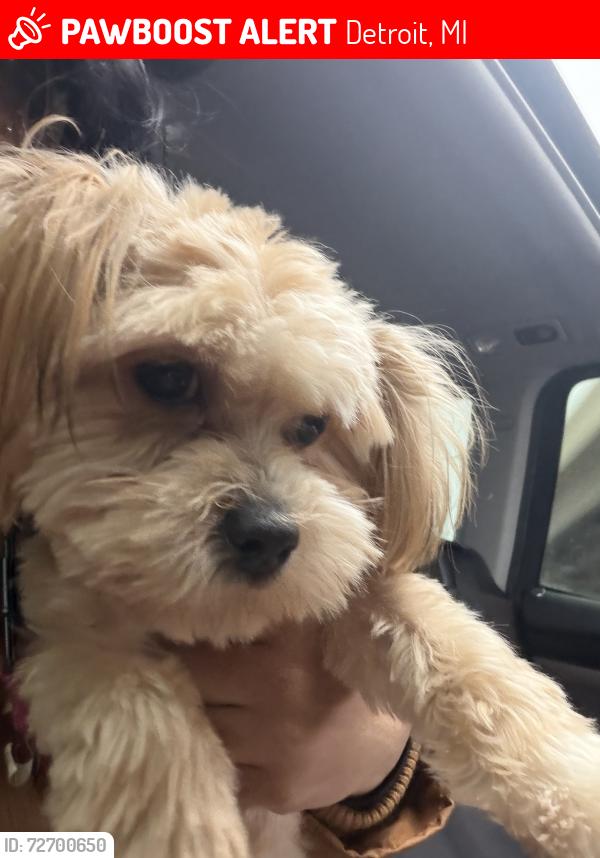 Lost Female Dog last seen Near Detroit mi, Detroit, MI 48235