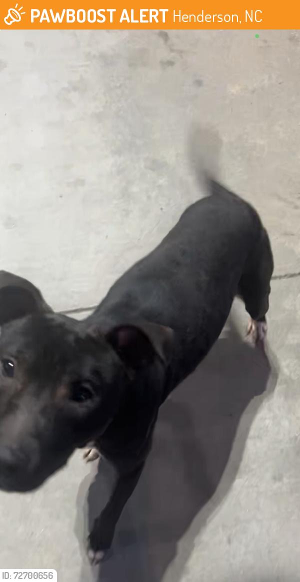 Found/Stray Female Dog last seen Followed me, Henderson, NC 27536