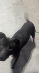 Found/Stray Female Dog last seen Followed me, Henderson, NC 27536
