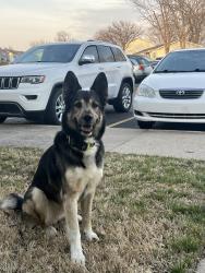 Found/Stray Female Dog last seen Huntoon and glendale, Topeka, KS 66614