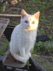 Found/Stray Male Cat last seen HWY 81, Newton County, GA 30054