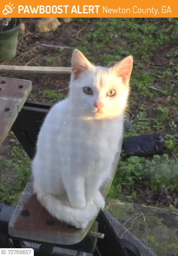 Found/Stray Male Cat last seen HWY 81, Newton County, GA 30054