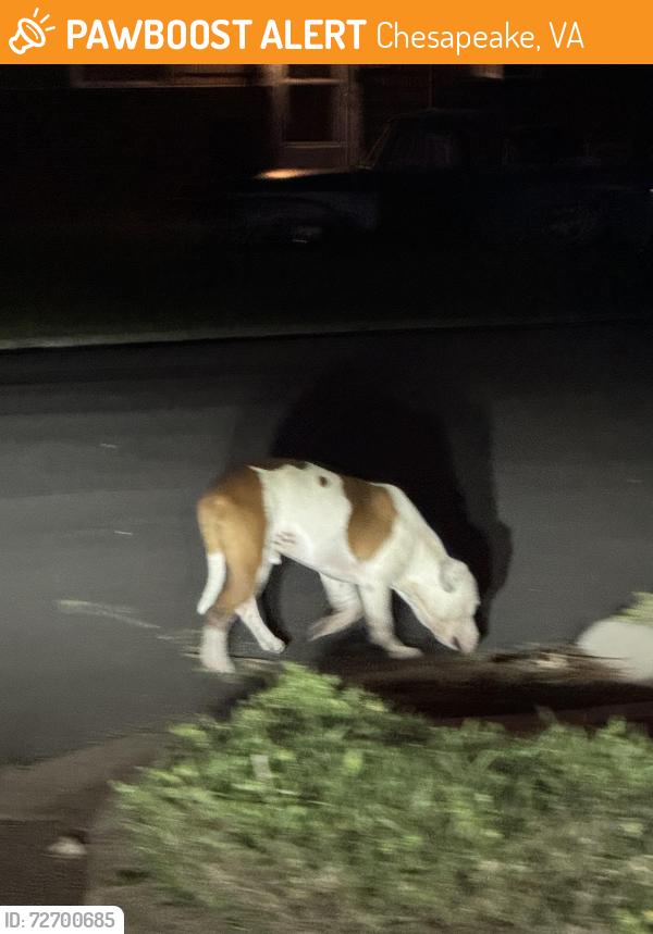 Found/Stray Male Dog last seen Chesapeake ct , Chesapeake, VA 23324