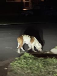 Found/Stray Male Dog last seen Chesapeake ct , Chesapeake, VA 23324