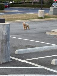 Found/Stray Unknown Dog last seen Near the Taco Bell on hwy 29, Athens, GA 30601