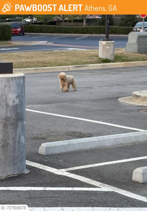 Found/Stray Unknown Dog last seen Near the Taco Bell on hwy 29, Athens, GA 30601
