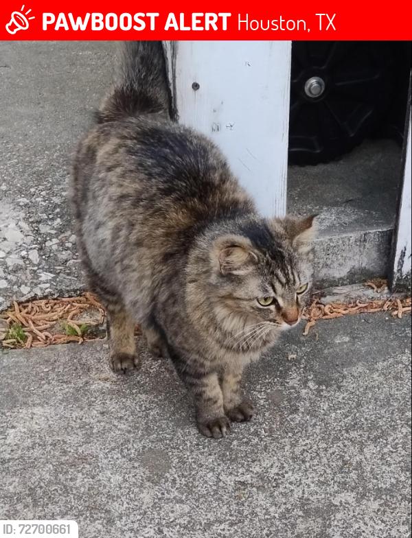 Lost Female Cat last seen Birchglen Lane and Prestonwood Forest Drive, Houston, TX 77070