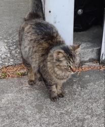 Lost Female Cat last seen Birchglen Lane and Prestonwood Forest Drive, Houston, TX 77070