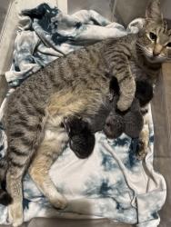 Lost Female Cat last seen McKay Rd., Spring Lake, NC 28390