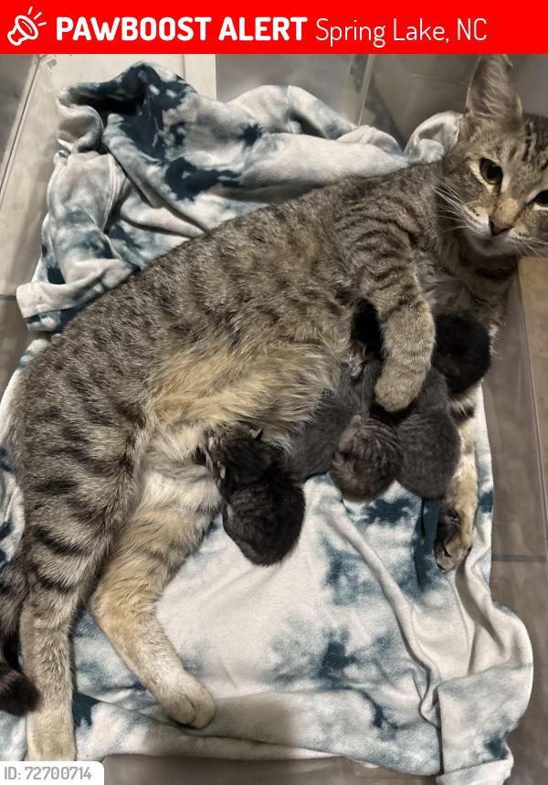 Lost Female Cat last seen McKay Rd., Spring Lake, NC 28390