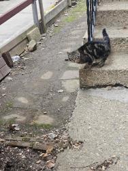 Found/Stray Female Cat last seen Near ave 226street, Queens, NY 11364