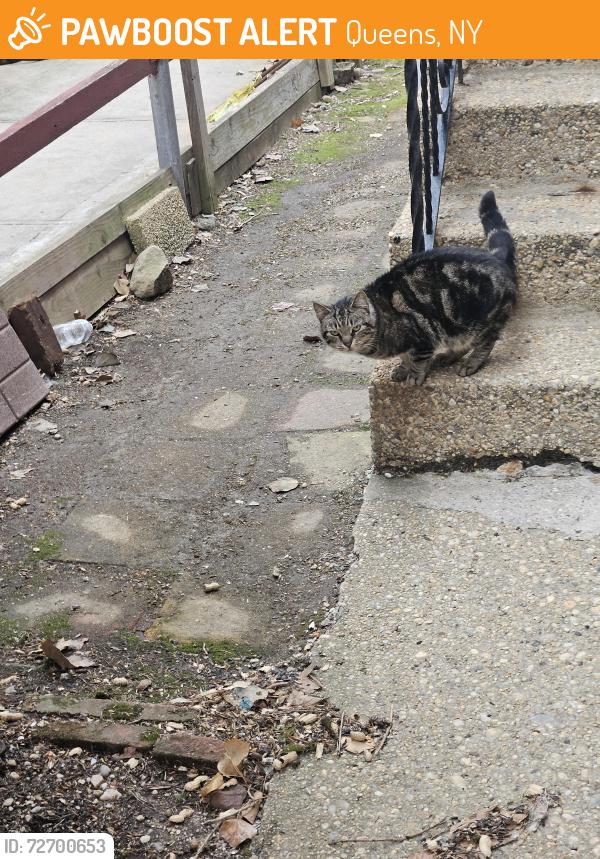 Found/Stray Female Cat last seen Near ave 226street, Queens, NY 11364