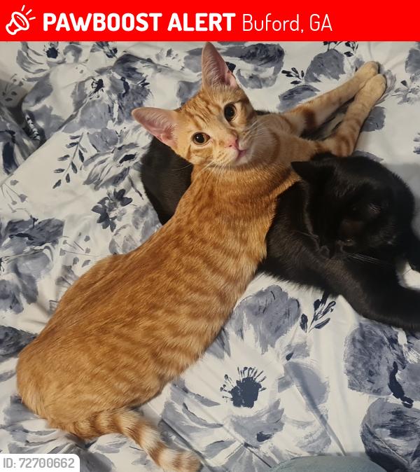 Lost Male Cat last seen Hamilton Mill/Haddon Hall Dr., Buford, GA 30519