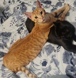 Lost Male Cat last seen Hamilton Mill/Haddon Hall Dr., Buford, GA 30519