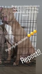 Lost Male Dog last seen Southwest western and walker , Oklahoma City, OK 73139