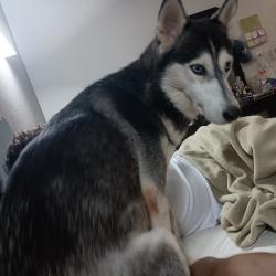 Lost Female Dog last seen Antoine and 34th, Houston, TX 77091