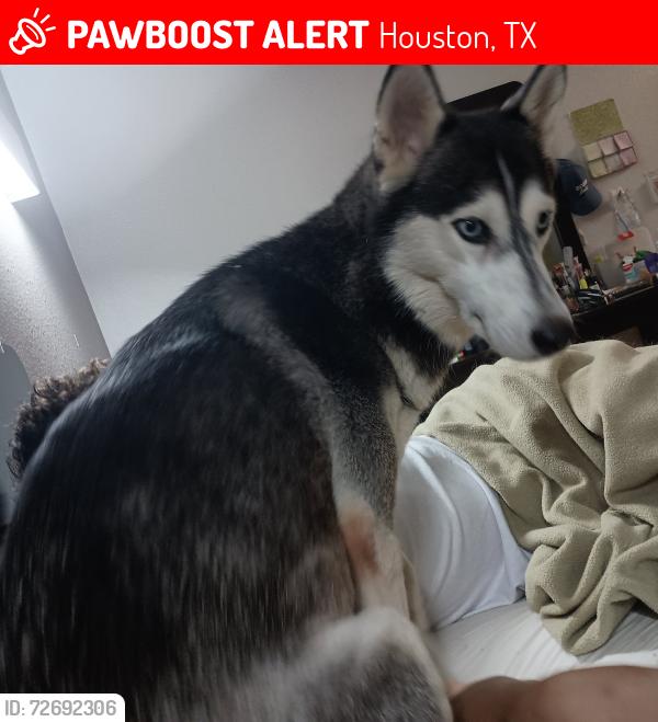 Lost Female Dog last seen Antoine and 34th, Houston, TX 77091