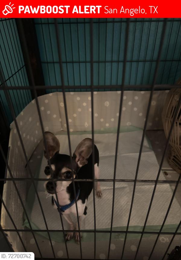 Lost Male Dog last seen Soccer fields , San Angelo, TX 76903