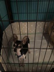 Lost Male Dog last seen Soccer fields , San Angelo, TX 76903