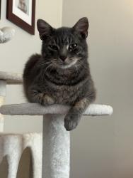 Lost Male Cat last seen Dana Road, Hendersonville, NC 28792