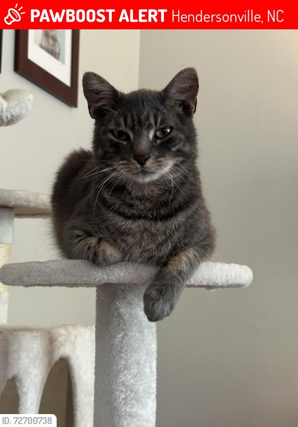 Lost Male Cat last seen Dana Road, Hendersonville, NC 28792