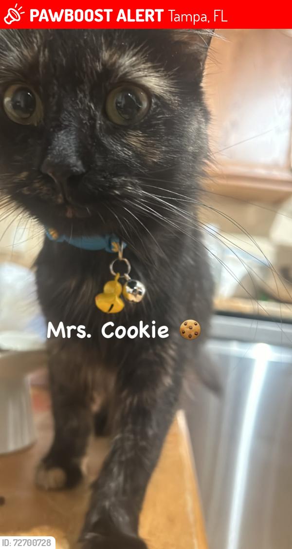 Lost Female Cat last seen Orient, Tampa, FL 33619