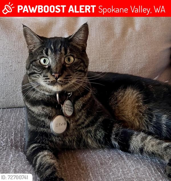 Lost Male Cat last seen Best rd, Evergreen rd, Trent ave, Wellesley, Spokane Valley, WA 99216