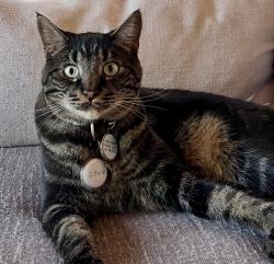 Lost Male Cat last seen Best rd, Evergreen rd, Trent ave, Wellesley , Spokane Valley, WA 99216