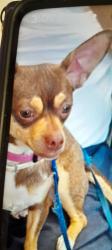 Reunited Female Dog last seen wetmore/remero, Tucson, AZ 85705