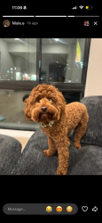 Lost Male Dog last seen Delaware ave and Columbus blvd , Philadelphia , Philadelphia, PA 19125