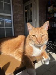 Lost Male Cat last seen Near on Stewart and Glasscock, Mission, TX 78574