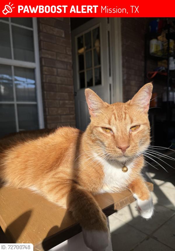 Lost Male Cat last seen Near on Stewart and Glasscock, Mission, TX 78574