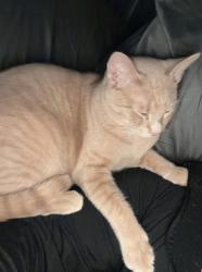 Lost Male Cat last seen Bay hill circle backs up to halsema sout, Jacksonville, FL 32221
